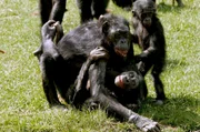 Diese Bonobos l&ouml;sen Streitigkeiten und Spannungen mit Sex.