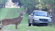 Wei&szlig;wedelhirsch und Auto.
