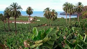 Blick auf eine Bananenplantage.