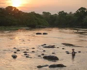 Sobald die Sonne untergeht, werden Nilpferde aktiv: Im Dunkeln steigen sie aus dem Wasser, um an Land Gr&uuml;nzeug zu fressen.