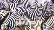 Zebrastreifen bieten nicht nur im Stra&szlig;enverkehr Schutz &ndash; sie sorgen bei Zebras daf&uuml;r, dass sich stechende und blutsaugende Insekten wie etwa Bremsen nicht so leicht auf den Tieren niederlassen k&ouml;nnen. Forscher haben im Experiment best&auml;tigt, dass sich auf den gestreiften Vierbeinern deutlich weniger Plagegeister niederlassen als auf einer Vergleichsgruppe aus nahe verwandeten Pferden.