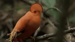 In den kleinen Inselw&auml;ldern lebt der Felsenhahn. Sein leuchtend oranges Gefiederhat einen ganz bestimmten Zweck: Weibchen anlocken.