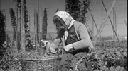 Beim Hopfenzupfen brauchte man flinke H&auml;nde und Sitzfleisch, um bei Wind und Wetter im Akkord die Dolden abzustreifen.
