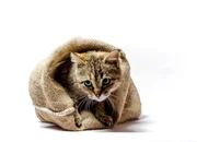 Katze in einem Sack.