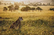 Eine L&ouml;win sucht die Umgebung nach potenzieller Beute ab. Mit dem Verschwinden der Gnus und Zebras m&uuml;ssen die Raubkatzen ihre Jagdstrategien anpassen.