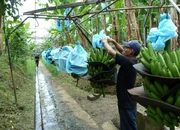 Bananenernte im karibischen Costa Rica