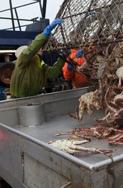 Cape Caution dumping crabs.