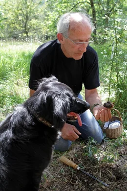 Die schwarzen Tr&uuml;ffel des P&eacute;rigord sind weltber&uuml;hmt. Ein speziell ausgebildete Sp&uuml;rhund hat gerade eine Sommertr&uuml;ffel entddeckt.