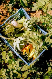 Wie und warum sch&uuml;tzt uns eine Ern&auml;hrung nach mediterranem Vorbild vor Fettleibigkeit, Herz-Kreislauf-Erkrankungen, Krebs und Gehirnalterung?