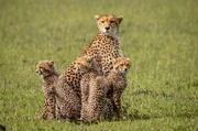 Mit Beginn der Regenzeit werden die Ebenen der Masai Mara gr&uuml;n und &uuml;ppig &ndash; sie bieten f&uuml;r Raubkatzen wie Geparden aber nur eingeschr&auml;nkte Jagdm&ouml;glichkeiten.