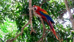 Aras sind in Costa Rica verbreitet.