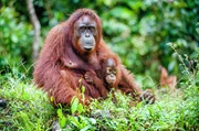 Enge Bindung: Die ersten acht Jahre seines Lebens verbringt das Orang-Utan-Jungtier bei seiner Mutter.