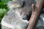 Eukalyptusb&auml;ume dienen Koalas als Nahrungsquelle und bieten ihnen gleichzeitig ein sicheres Zuhause.