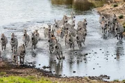 Mit dem Abzug der Zebraherden beginnt in der Masai Mara die Regenzeit: Fl&uuml;sse schwellen an und &Uuml;berschwemmungen pr&auml;gen nun die sonst trockene Savanne.