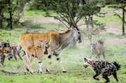 Eine Elandantilope verteidigt ihr Kleines gegen ein Hy&auml;nenrudel; sie h&auml;lt die Angreifer mit ihren gekr&uuml;mmten H&ouml;rnern vom Leib.
