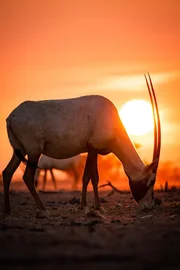 Die Arabische Oryxantilope ist eine &Uuml;berlebensk&uuml;nstlerin, sie kann tagelang &uuml;berleben, ohne einen Tropfen zu trinken. Doch ihre Art ist durch den Menschen bedroht.