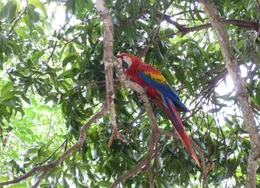 Aras sind in Costa Rica verbreitet