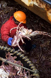 The Cape Caution offloading their haul at the dock.