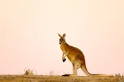 Rote Riesenk&auml;ngurus in trockenen Gebieten Australiens.