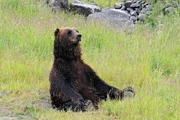Am Wegesrand kann einem in Alaska auch mal ein Grizzly begegnen ...