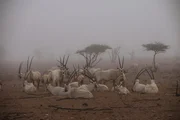 Die Arabische Oryxantilope ist an das Leben in trockenen Gebieten angepasst; helle Fellfarbe reflektiert Sonnenstrahlen und sch&uuml;tzt vor Hitze.