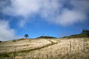 A landscape of grassy hills with a blue sky.