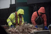 Deckhands on the Cornelia Marie sift through crab on the sorting table.
