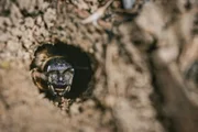 Wo die wilden Bienen wohnen
Die Gelbbindige Furchenbiene in ihrem Nistgang
SRF/Pascal Kohler