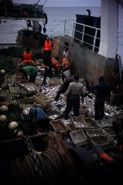 Men on board ship with fish.