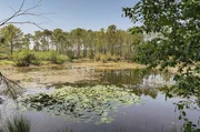 Viele Feuchtgebiete sind durch Entw&auml;sserung, Bebauung und Klimawandel bedroht. Ihr Schutz ist essenziell &ndash; nicht nur f&uuml;r seltene Tierarten, sondern auch f&uuml;r den Menschen.