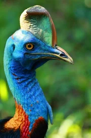 Der flugunf&auml;hige Helmkasuar ist einer der gr&ouml;&szlig;ten V&ouml;gel weltweit - und mit seinen spitzen Fu&szlig;krallen ist das Tier &uuml;beraus wehrhaft. Lae, Papua Neuguinea.