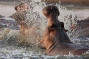 Key Visual. Flusspferde k&auml;mpfen im Luangwa, einem linken Nebenfluss des Sambesi, Sambia.