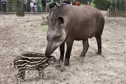 Tapirnachwuchs im Jaderpark.