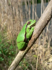 Auch der Laubfrosch f&uuml;hlt sich an den neu angelegten Biotopen heimisch.