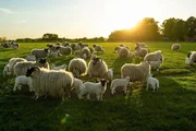 Eine Schafherde in der Abendsonne
