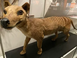 Der Beutelwolf, wegen seiner Streifung auch Tasmanischer Tiger genannt, starb 1936 aus.