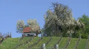 Fr&uuml;hling in der S&uuml;dsteiermark.