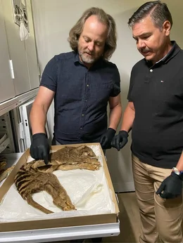 Forscher im Victoria Museum Melbourne entnehmen pr&auml;parierten Beutelw&ouml;lfen Genproben.