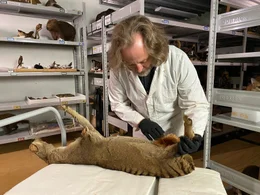 Kevin Rowe lagert im Victoria Museum Melbourne 32 Exemplare ausgestorbener Beutelw&ouml;lfe.