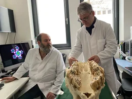 Aus dem Knochenstaub von alten Sch&auml;deln gewinnen Forschende des Instituts f&uuml;r Zoo- und Wildtierforschung in Berlin wichtige Genbausteine f&uuml;r gesunde Nash&ouml;rner