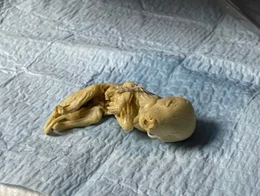 Der &uuml;ber 100 Jahre lang konservierter Embryo eines Beutelwolfs, spielt eine entscheidende Rolle bei den Pl&auml;nen den Forschenden diese Art wiederzubeleben.