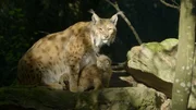 Luchs mit Jungtier im Nationalpark Kalkalpen.
