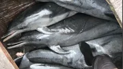 Verborgen im Laderaum: Get&ouml;tete Delfine auf einem Fischerboot in Ghana. Sowohl der Fang als auch der Handel mit Delfinen sind verboten, doch es gibt kaum Kontrollen, so dass mehr als 10.000 Delfine jedes Jahr allein in Ghana gejagt werden.