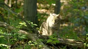 Wildkatze im Nationalpark Thayatal. Wildkatze im Nationalpark Thayatal.