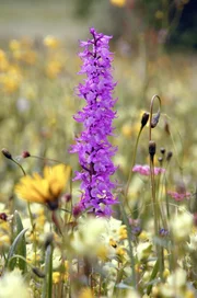 "Universum", "Wunderwelt Wiese." Jeder kennt sie, jeder liebt sie: die Blumenwiese. Sie ist wie ein Meer aus leuchtenden Farben und filigranen Formen, ein Paradies f&uuml;r unz&auml;hlige Tiere. Manche leben unterirdisch, andere im Dickicht der Halme und einige in den bunten, Bl&uuml;ten bestandenen Gipfeln. Auf HD-Cam mit Spezialoptiken, aufwendigen Effekten (Time Slice) und Animationen realisiert, zeigt der Film vor der stets gleich bleibenden Kulisse eines Berges und eines Findlings die Entwicklung des buntesten Lebensraums der Welt von der Eiszeit bis heute. Das Ergebnis: ein ultimativer Film &uuml;ber die verzauberte Wunderwelt Wiese, der die Zuschauer zum Tr&auml;umen einl&auml;dt. Eine Dokumentation von Jan Haft  SENDUNG: ORF3 - FR - 13.03.2020 - 16:05 UHR. - Veroeffentlichung fuer Pressezwecke honorarfrei ausschliesslich im Zusammenhang mit oben genannter Sendung oder Veranstaltung des ORF bei Urhebernennung.