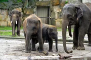 Elefantenkinder Pantha und Bogor im Tierpark Berlin.