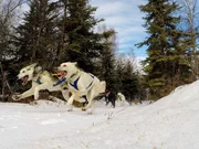 Nations Jordan's dog team heading towards the finish line.