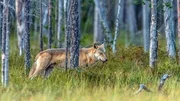 Ein Wolf auf Nahrungssuche durchstreift die W&auml;lder Skandinaviens.