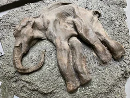 Auftauende Permafrostb&ouml;den geben immer wieder gut erhaltene Exemplare von Mammuts frei. Diese Funde sind entscheidend f&uuml;r die Forschung und die De-extinction Vorhaben.