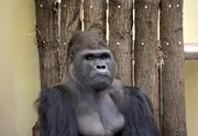 Gorillamann Ivo.